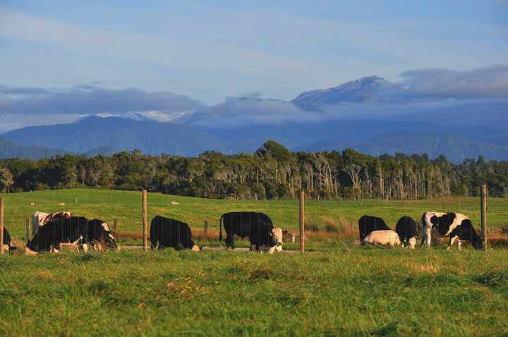 How Many Days Should I Plan for a New Zealand Trip? - Lowrey Foods